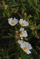 Cistus monspeliensis