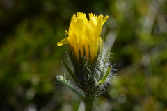 Hieracium villosum