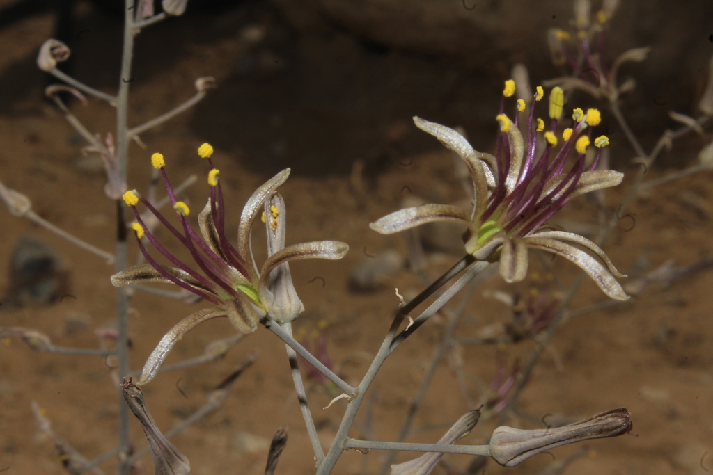 Undulate Sea Squill Complex