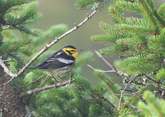 Setophaga fusca