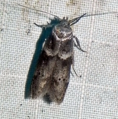 Blastobasis glandulella