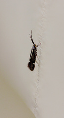 Esperia sulphurella