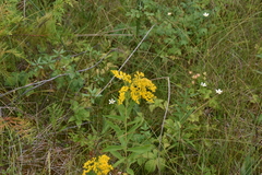 Solidago lepida