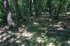 Physospermum cornubiense