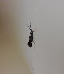 Esperia sulphurella