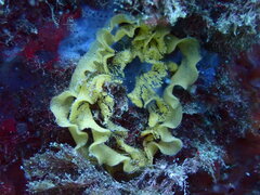 Nudibranchia