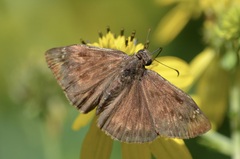 Erynnis horatius
