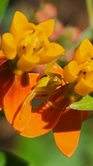 Thomisidae