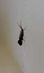 Esperia sulphurella