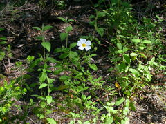 Cistus salviifolius