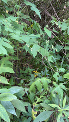 Polymnia canadensis