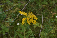 Solidago lepida