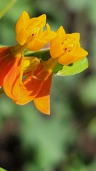 Thomisidae