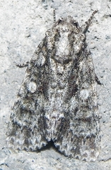 Acronicta afflicta