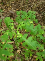 Polymnia canadensis
