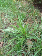 Plantago lanceolata