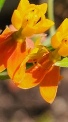 Thomisidae