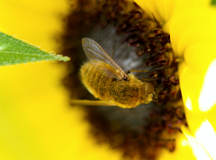 Sparnopolius confusus