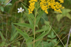 Solidago lepida