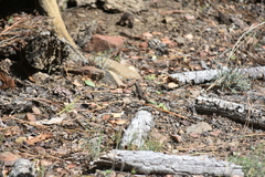 Sceloporus graciosus vandenburgianus