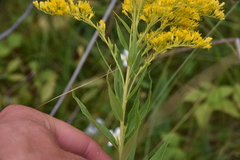 Solidago lepida