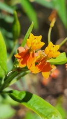 Thomisidae