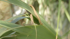 Thamnophis saurita