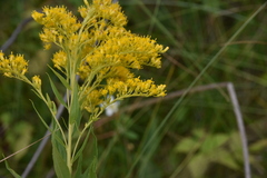 Solidago lepida