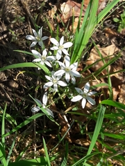 Ornithogalum