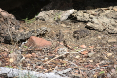Sceloporus graciosus vandenburgianus