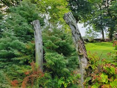 Megaptera novaeangliae