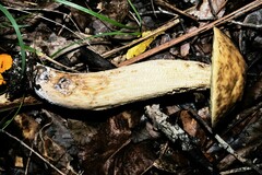 Leccinellum rugosiceps