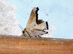 Frederickia nigricomma