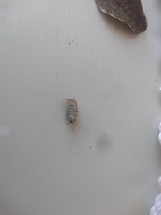 Armadillidium vulgare