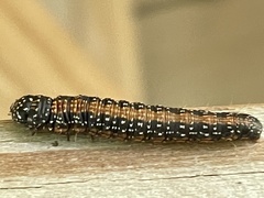 Omphalocera munroei
