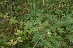 Rosa acicularis
