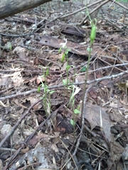 Triphora trianthophoros