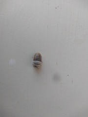 Armadillidium vulgare