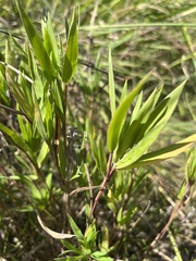 Dichanthelium acuminatum
