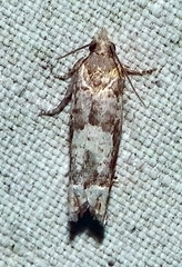 Eucosma parmatana