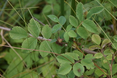 Rosa acicularis