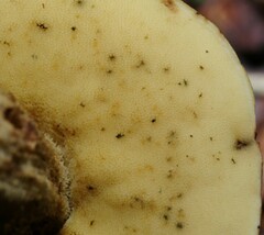 Leccinellum rugosiceps