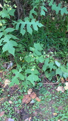 Polymnia canadensis