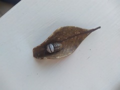 Armadillidium vulgare