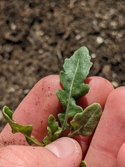 Brassicaceae