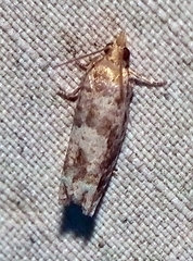Eucosma parmatana