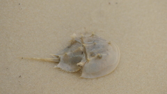 Limulus polyphemus