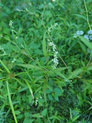 Persicaria