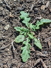 Brassicaceae