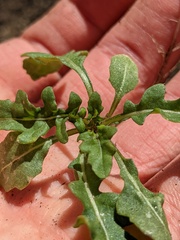 Brassicaceae
